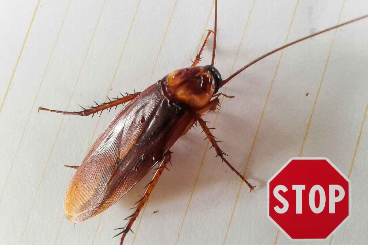 scarafaggio, segnale stop